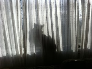 Window cat silhouette