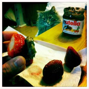 strawberries nutella cat