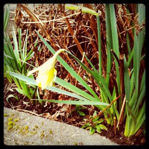 jonquils daffodils spring WA