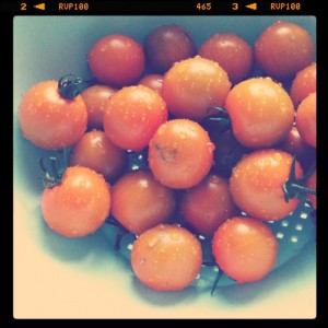 sungold cherry tomatoes heirloom yum