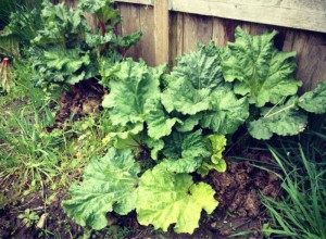 My rhubarb patch is growing very well!