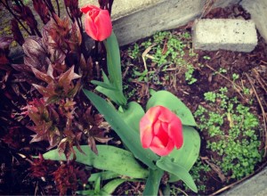 The tulips started to bloom this morning, too. So full of the promise of Spring!