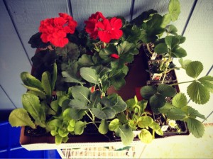 4 strawberry plants, 4-pack broccoli, 4-pack romaine, 4-pack lettuce, rainbow chard & 2 gorgeous geraniums (for the patio pots).