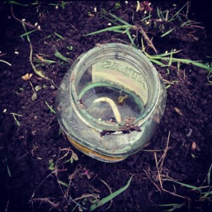 An equally riveting picture: slugs dead in a jar of salty water. I plopped them in there as I planted.