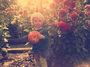 Phoebe in the dahlias at Point Defiance Park