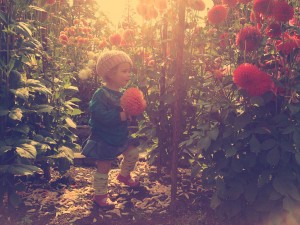 Phoebe in the dahlias at Point Defiance Park