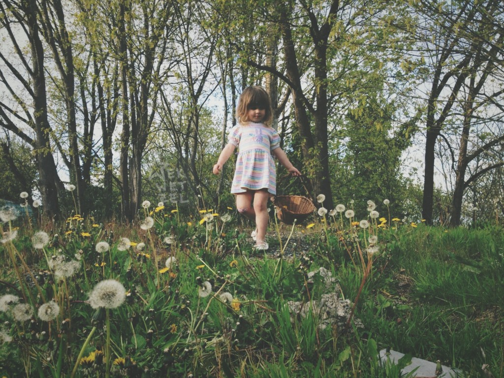 phoebe picks dandelions