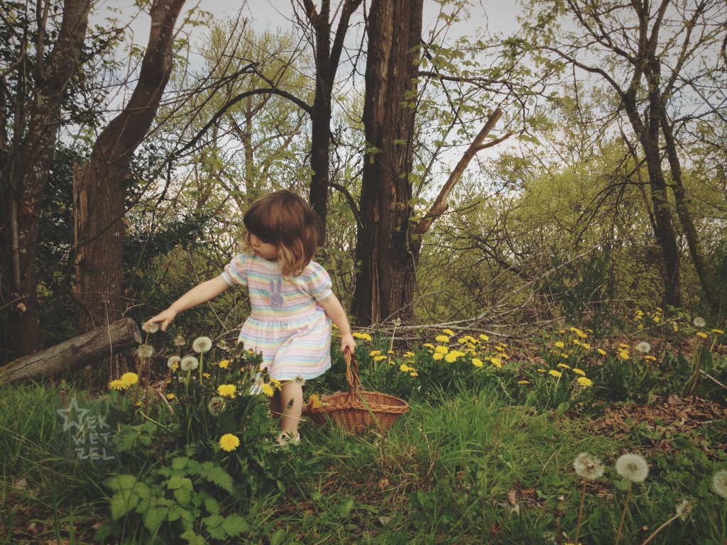 phoebe picks dandelions