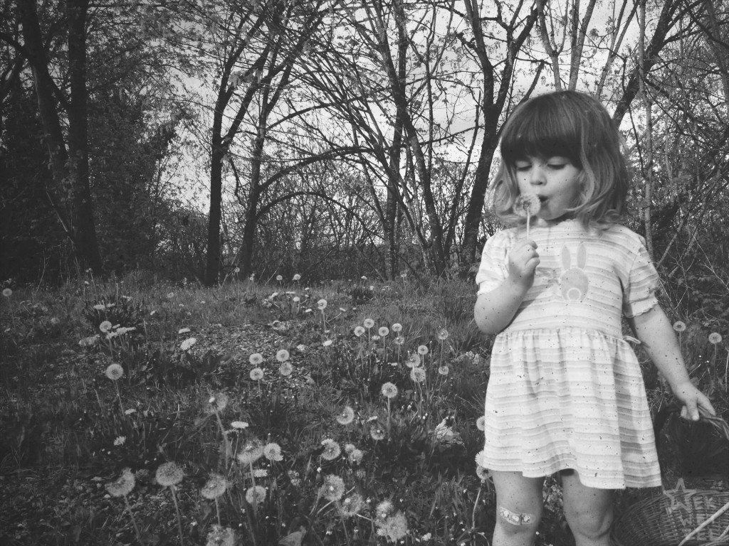 phoebe wishes on a dandelion