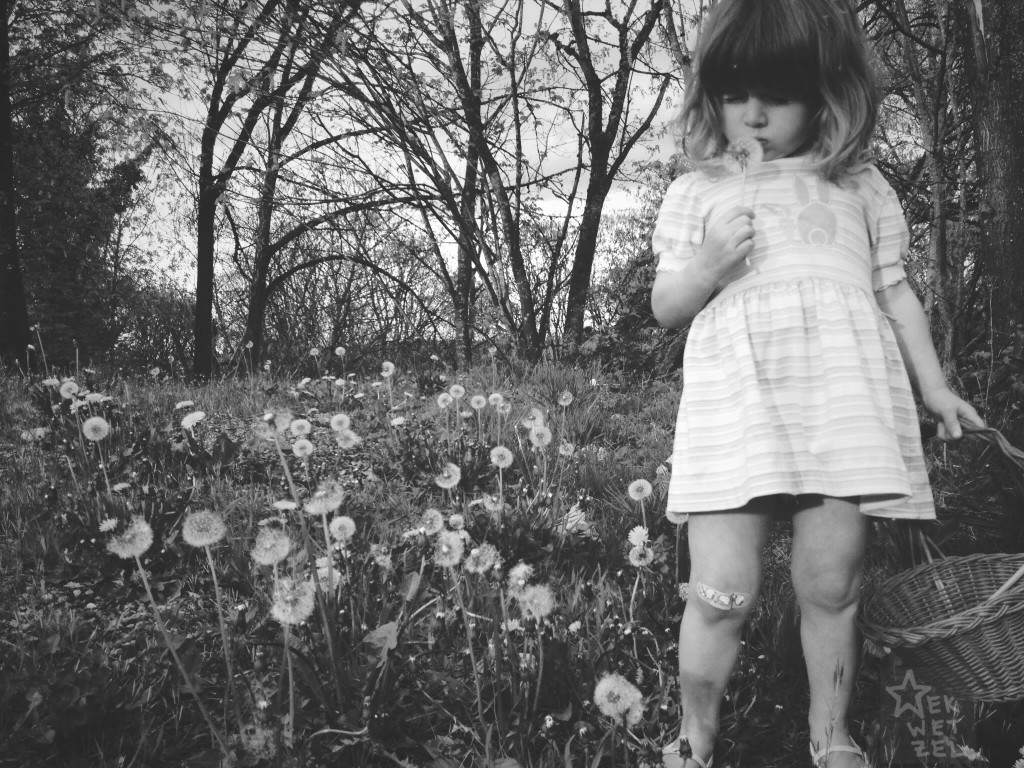 phoebe blows a dandelion