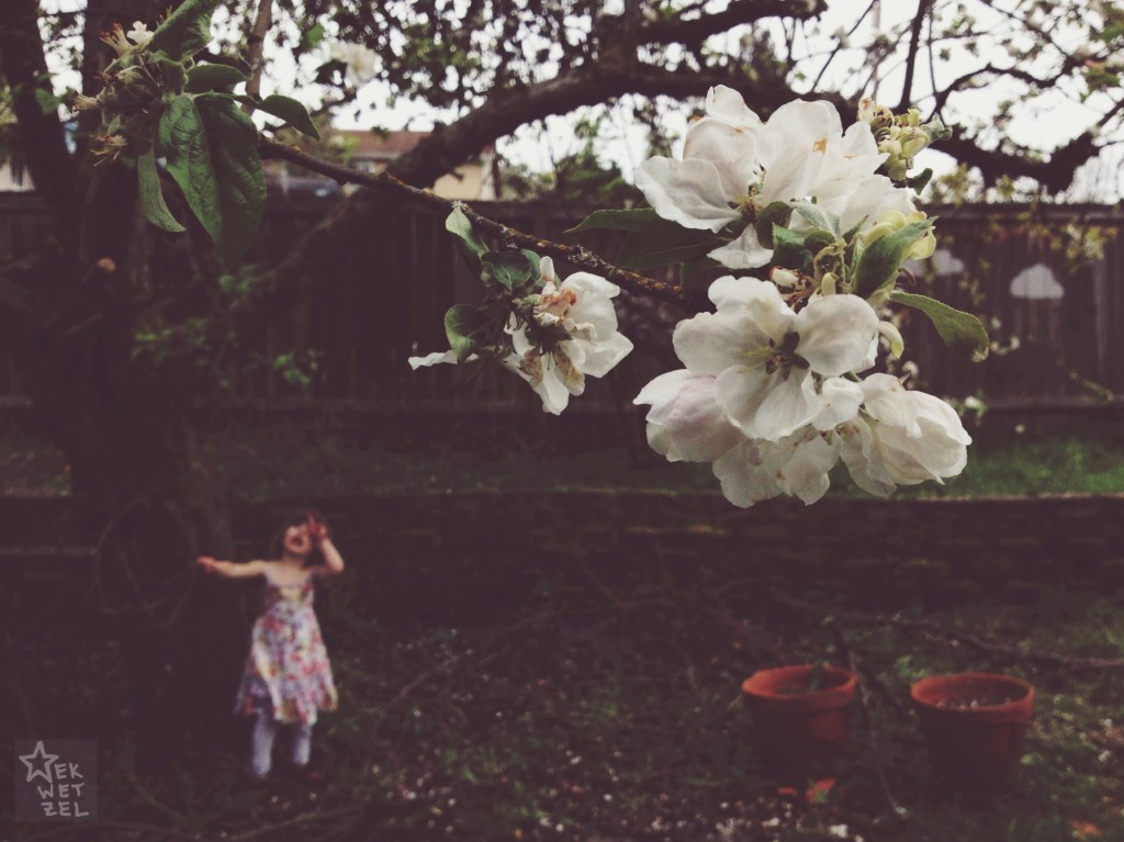 eveningtime under the apple tree