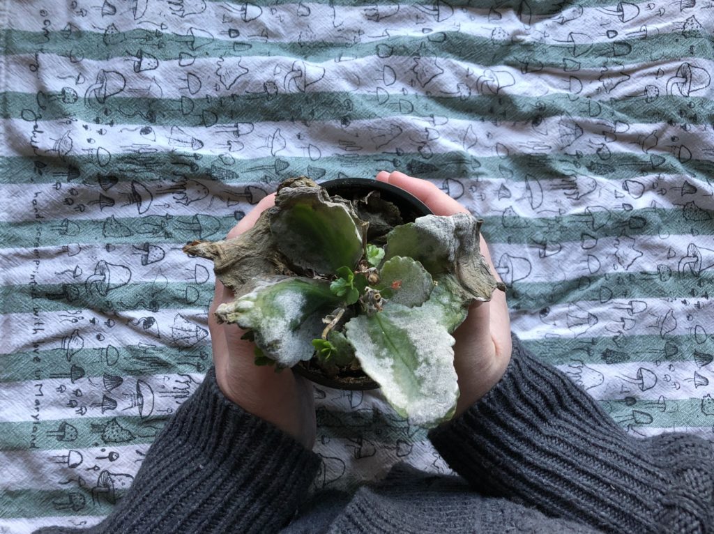 Kalanchoe dead plant overwaterred